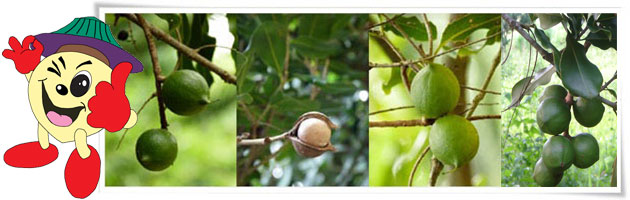 มะคาเดเมีย