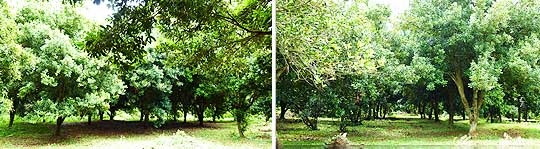 มะคาเดเมีย