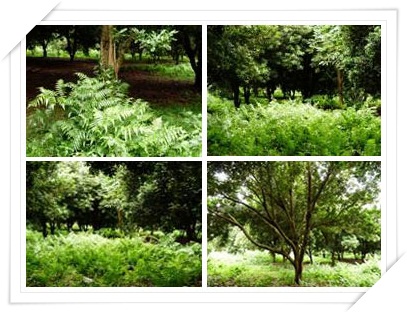 มะคาเดเมีย