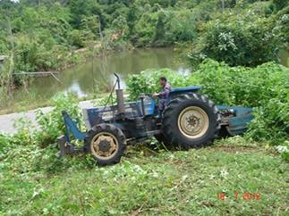 มะคาเดเมีย, macadamia