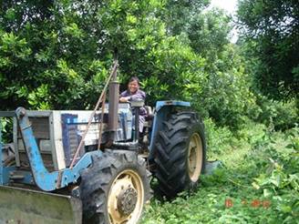 มะคาเดเมีย, macadamia