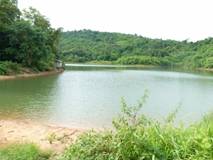 มะคาเดเมีย, macadamia