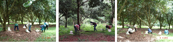 มะคาเดเมีย, macadamia