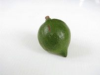 มะคาเดเมีย, macadamia