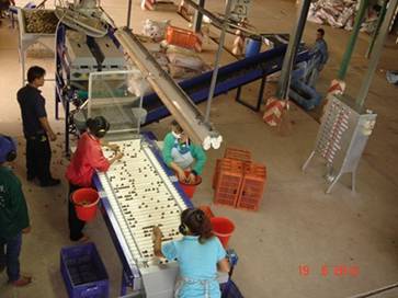 มะคาเดเมีย, macadamia