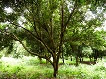 มะคาเดเมีย, macadamia