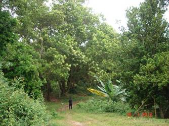 มะคาเดเมีย, macadamia